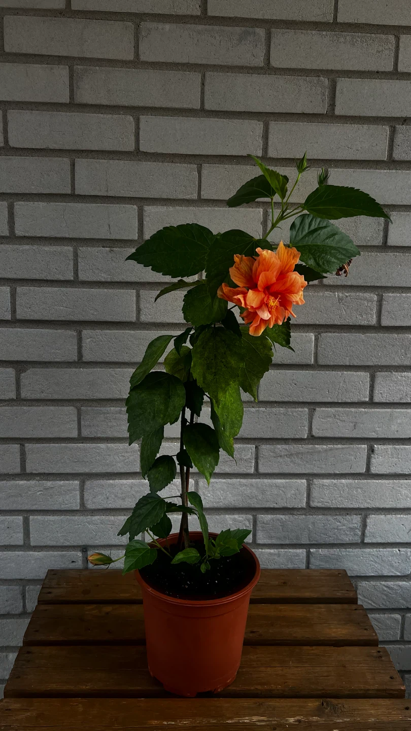 Peach Hibiscus Flower Plant - photo 4