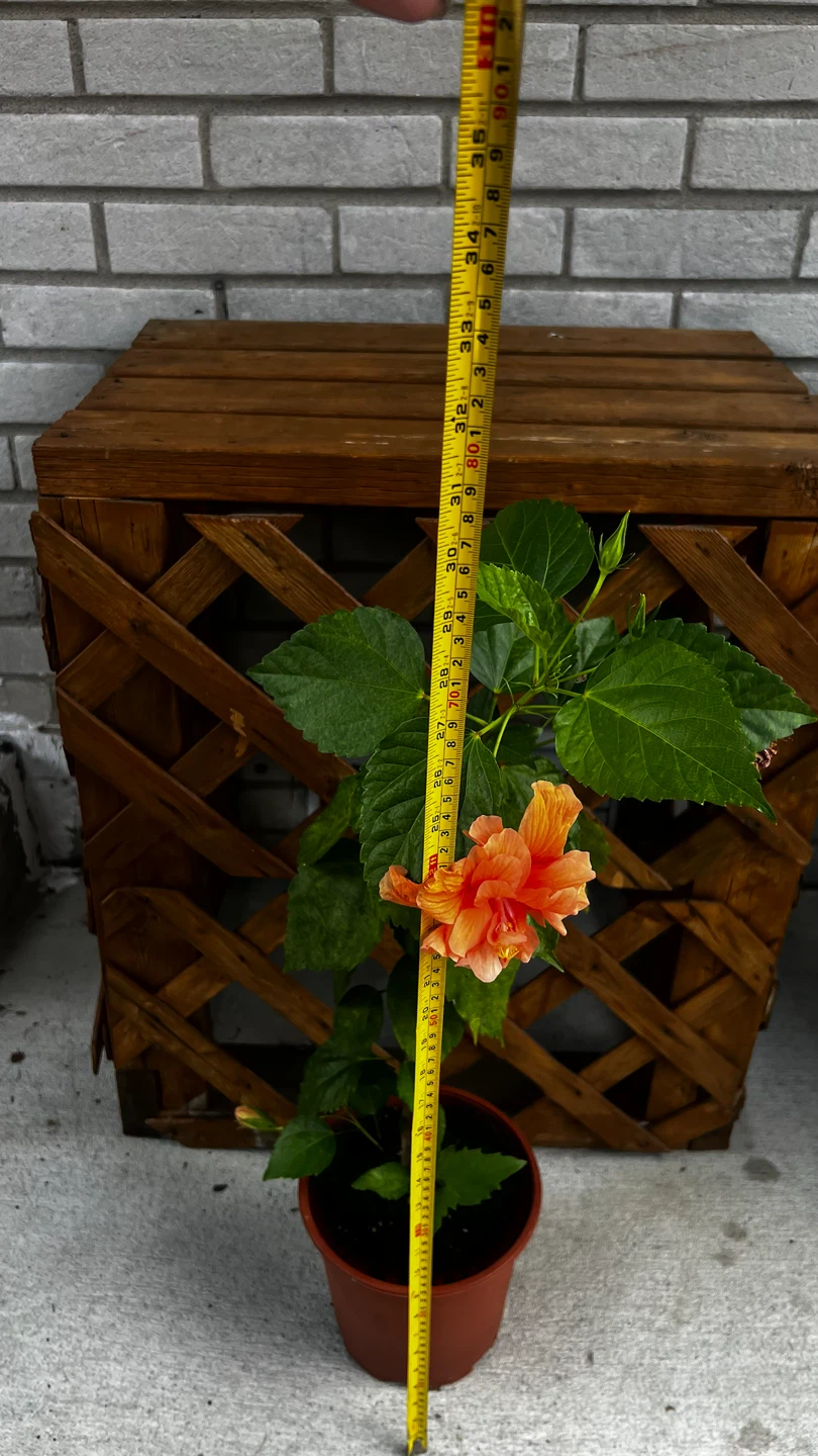 Peach Hibiscus Flower Plant - photo 5