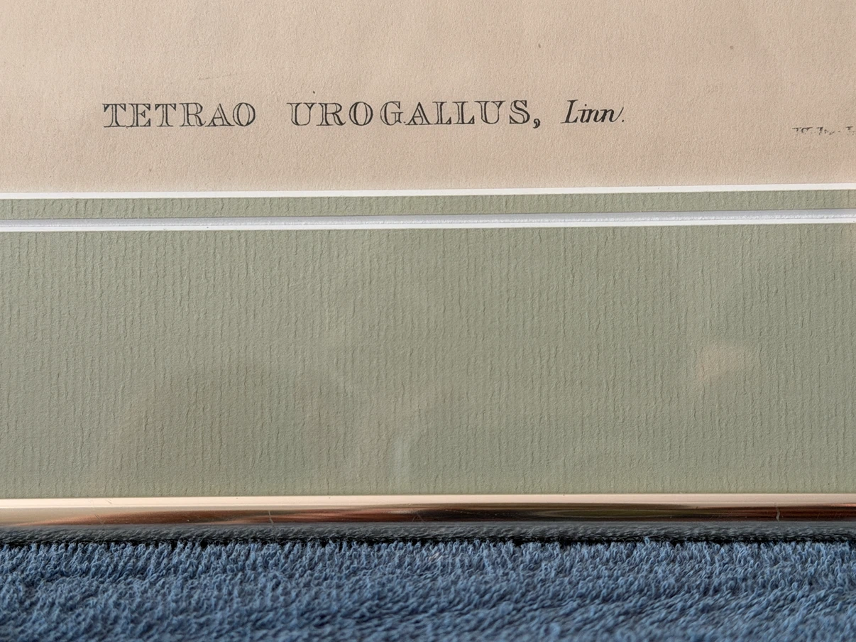 Framed "Tetrao Urogallus, Linn." Bird Print - photo 2