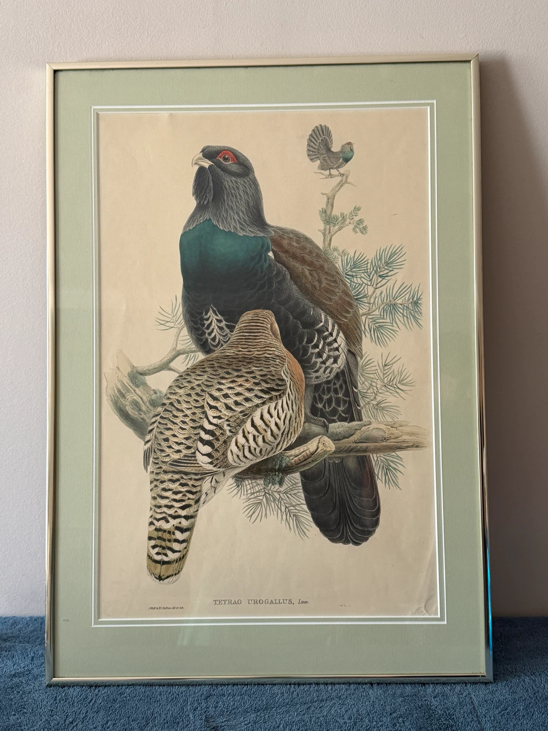 Framed "Tetrao Urogallus, Linn." Bird Print - photo 3