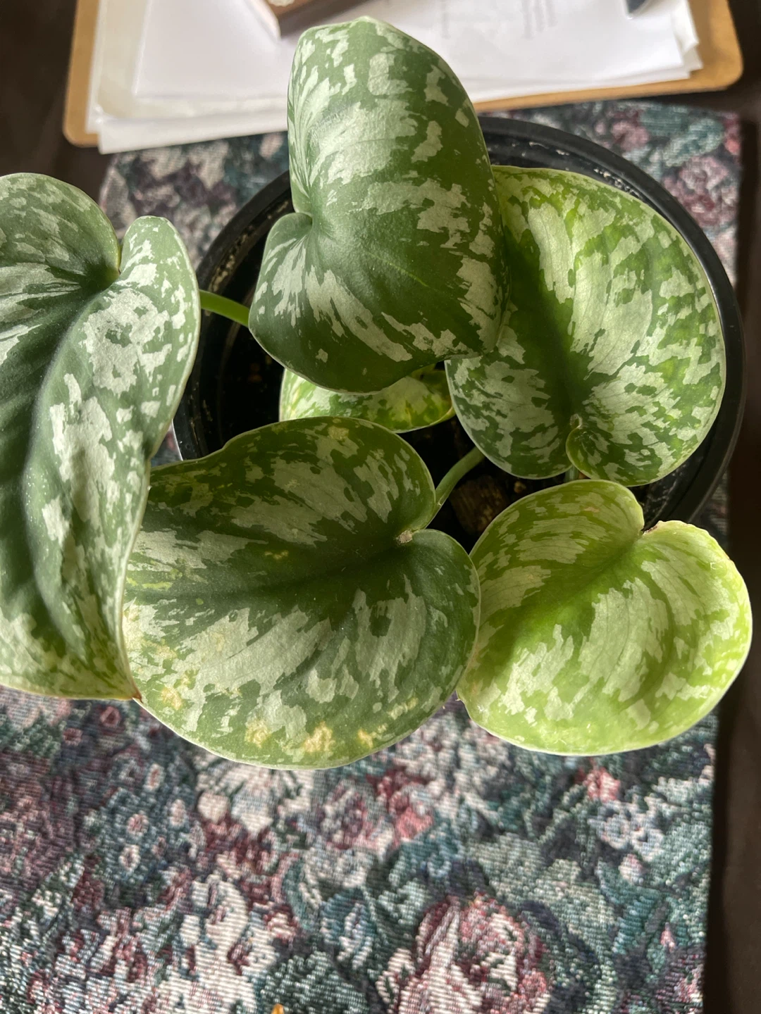 Pothos Plant - Silver Satin