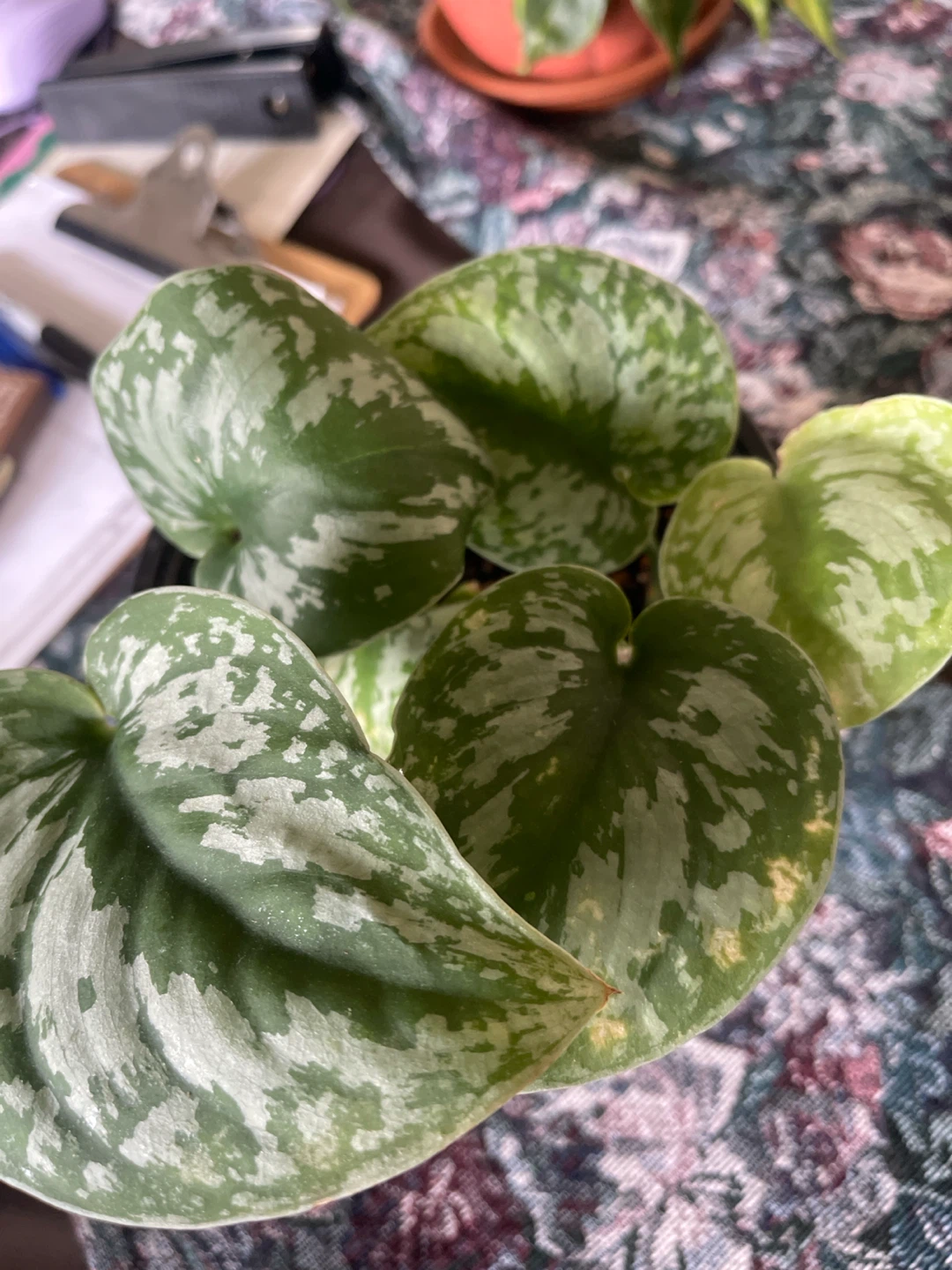 Pothos Plant - Silver Satin - photo 2