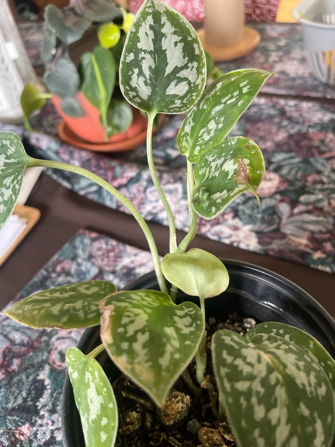 Scindapsus Pictus 'Argyraeus' Plant