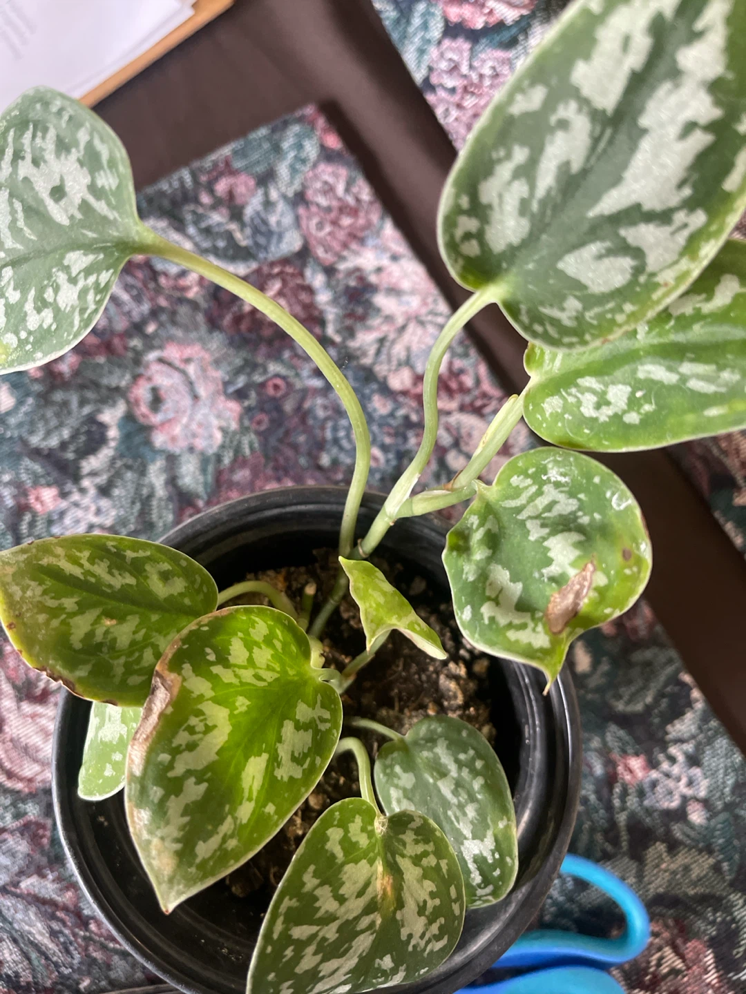 Scindapsus Pictus 'Argyraeus' Plant - photo 2