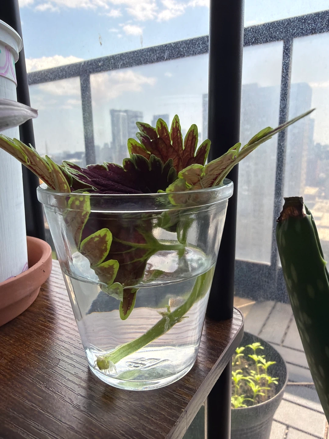 Coleus cuttings in water
