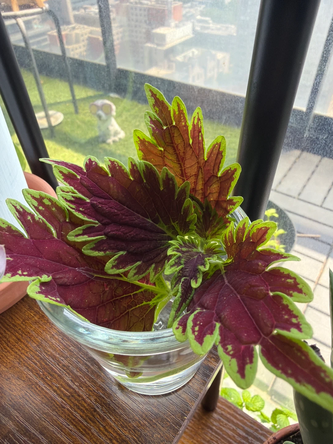 Coleus cuttings in water - photo 2
