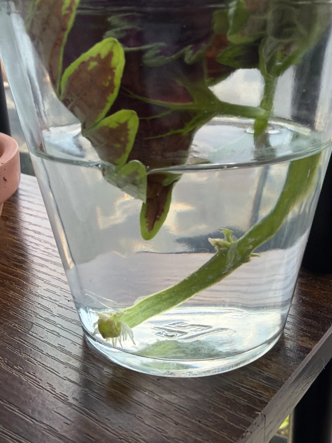 Coleus cuttings in water - photo 3