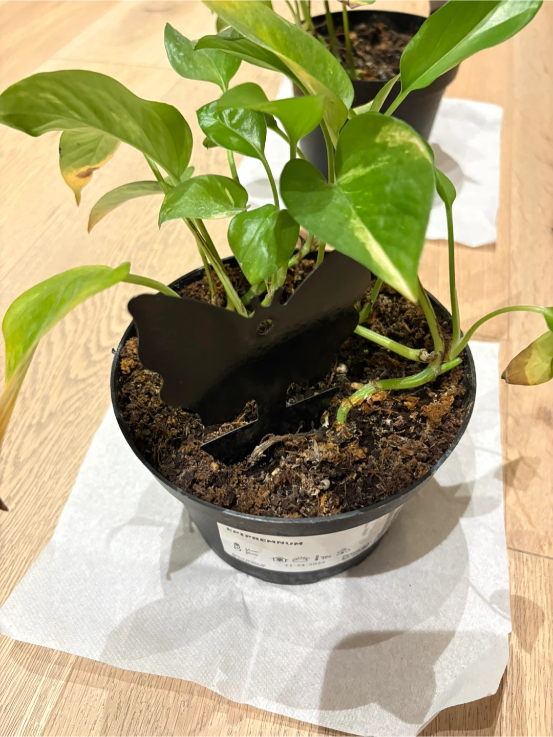 Pothos Epipremnum Plant For Indoor Air Quality