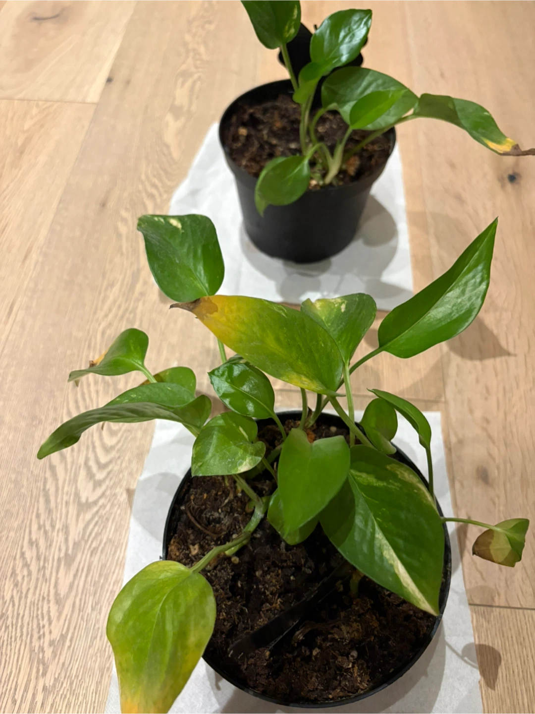 Pothos Epipremnum Plant For Indoor Air Quality - photo 2
