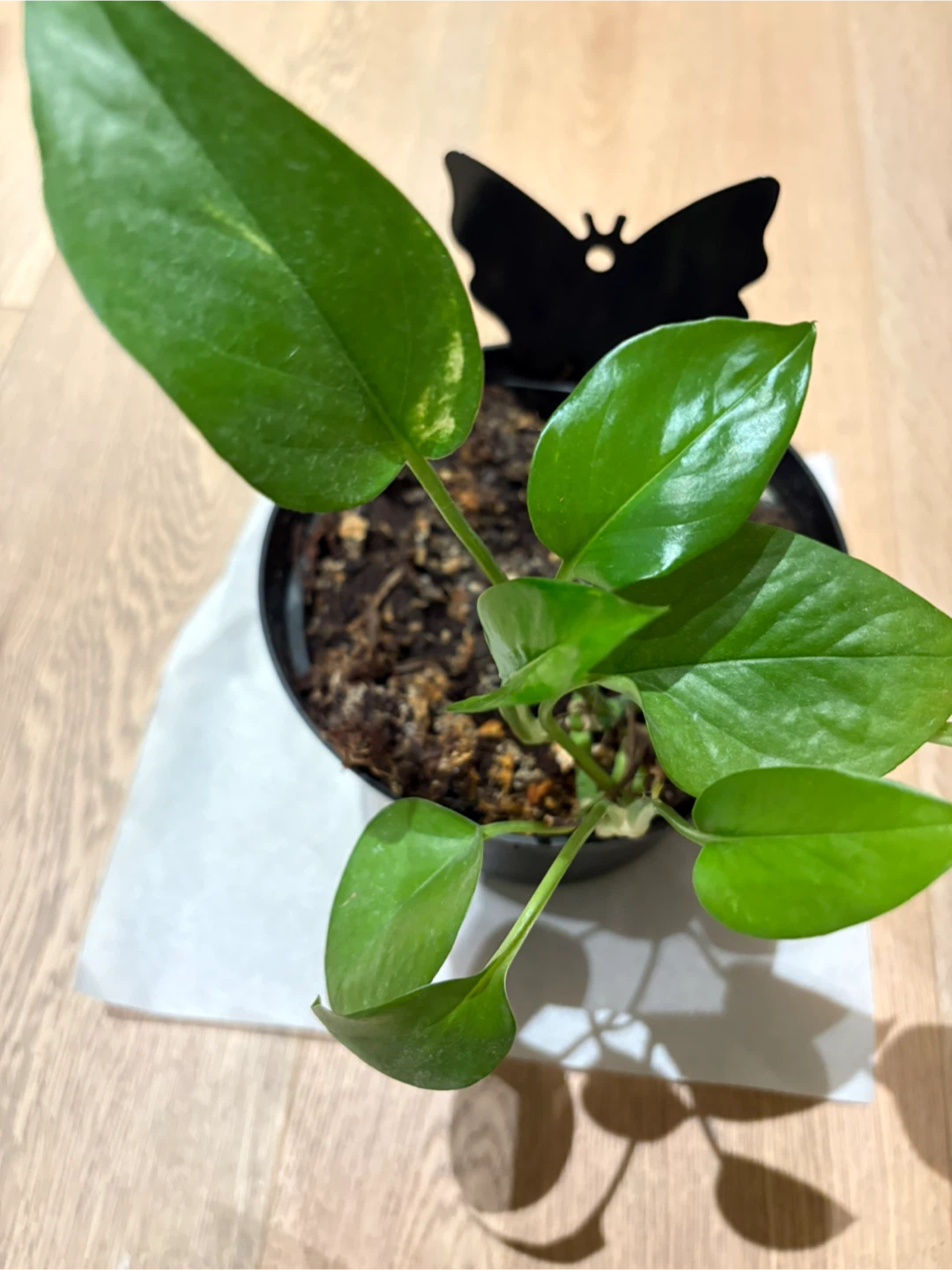 Pothos Epipremnum Plant For Indoor Air Quality - photo 3