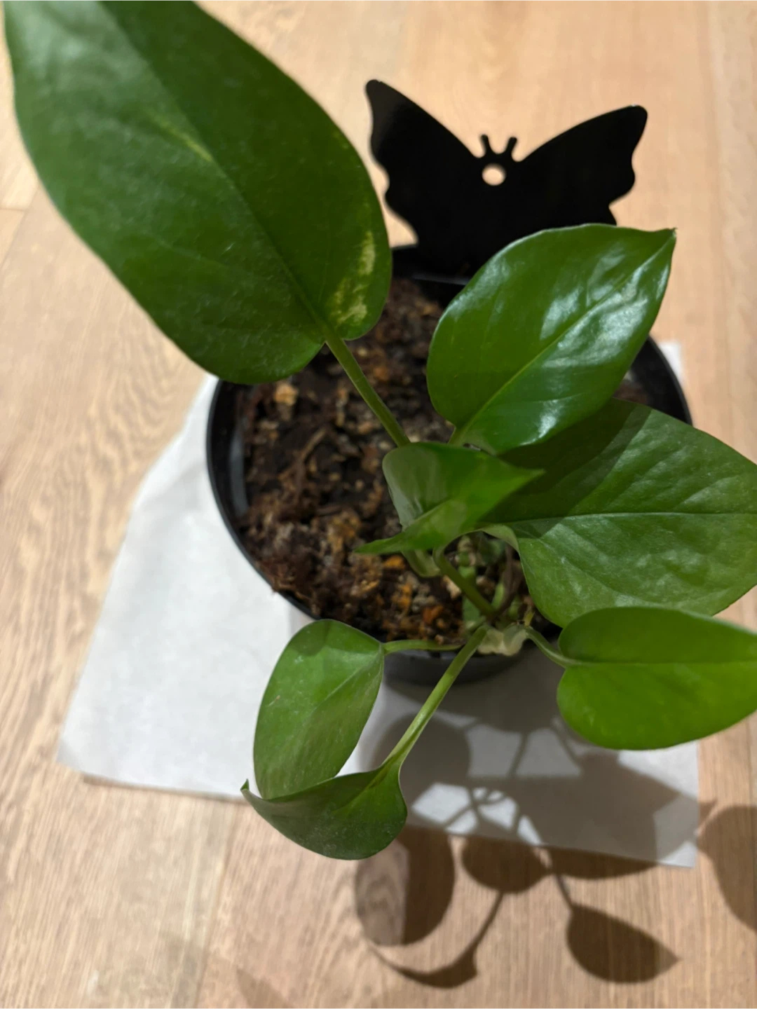 Pothos Epipremnum Plant For Indoor Air Quality - photo 4