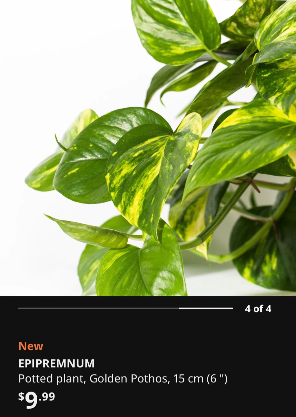 Pothos Epipremnum Plant For Indoor Air Quality - photo 5