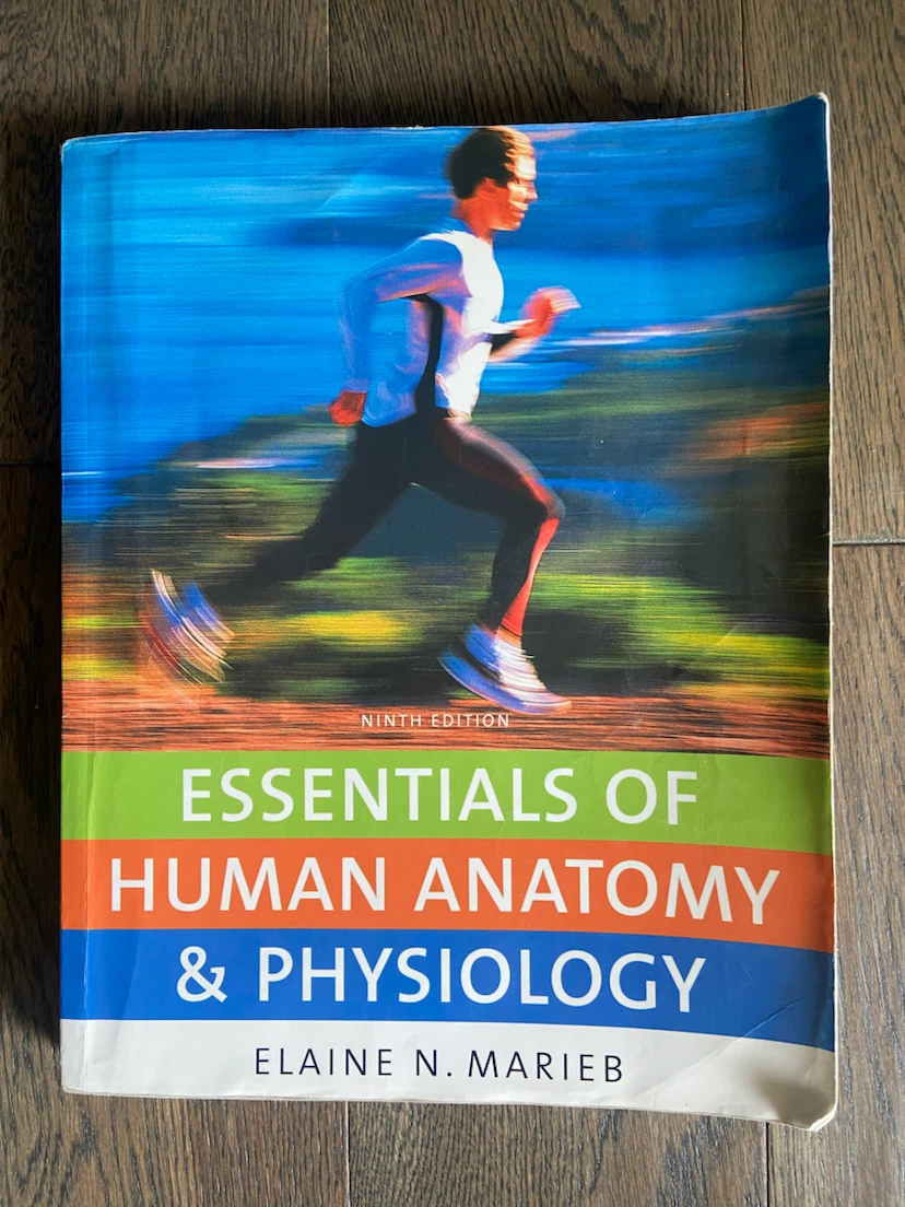 Essentials of Human Anatomy & Physiology by Elaine N. Marieb