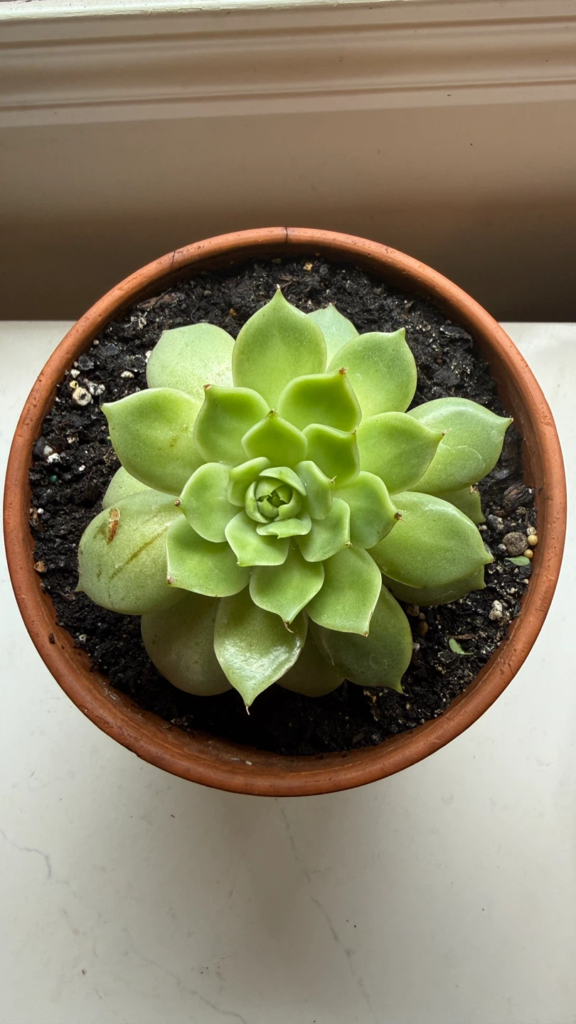 Succulent plant in terracotta pot