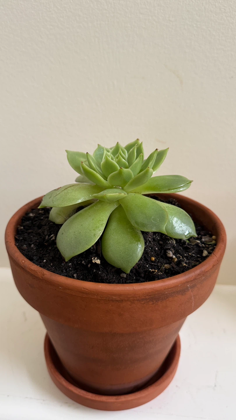 Succulent plant in terracotta pot - photo 2