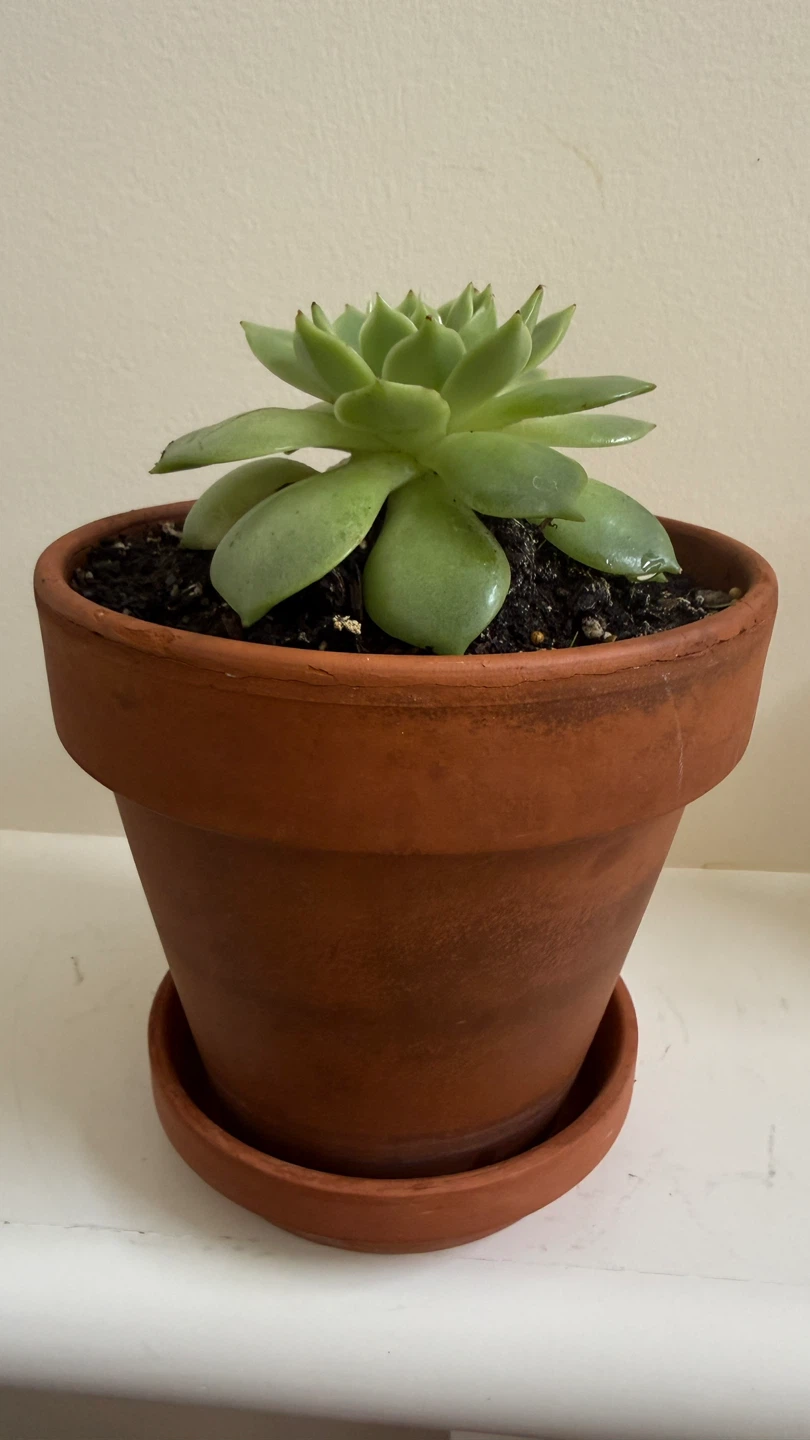 Succulent plant in terracotta pot - photo 3