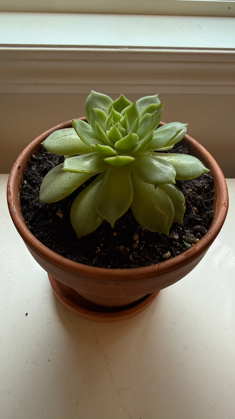Succulent plant in terracotta pot - photo 4