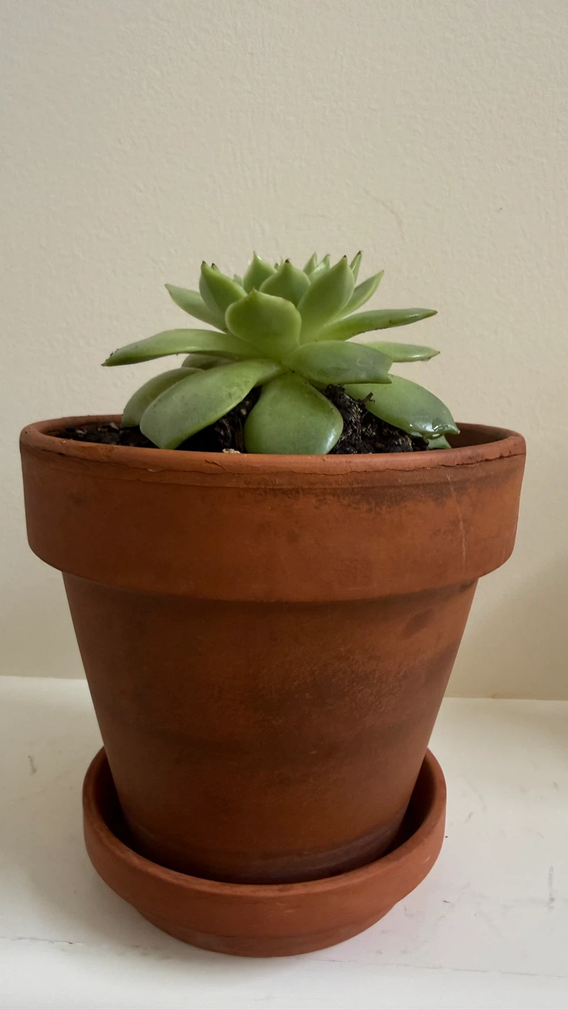 Succulent plant in terracotta pot - photo 5