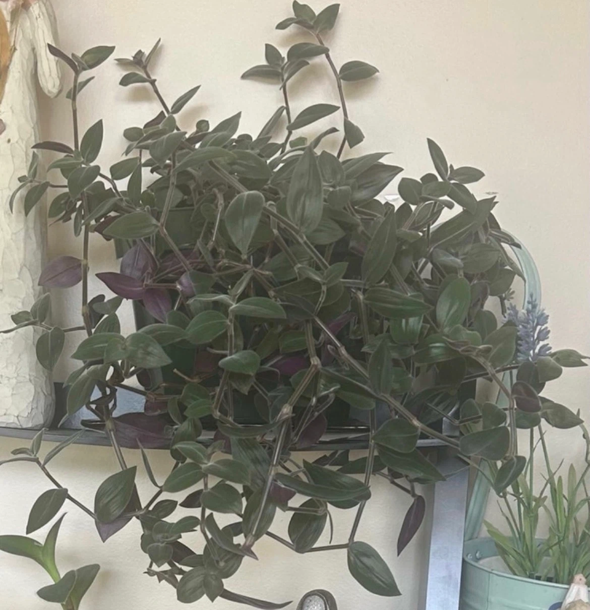 Tradescantia Zebrina Plant