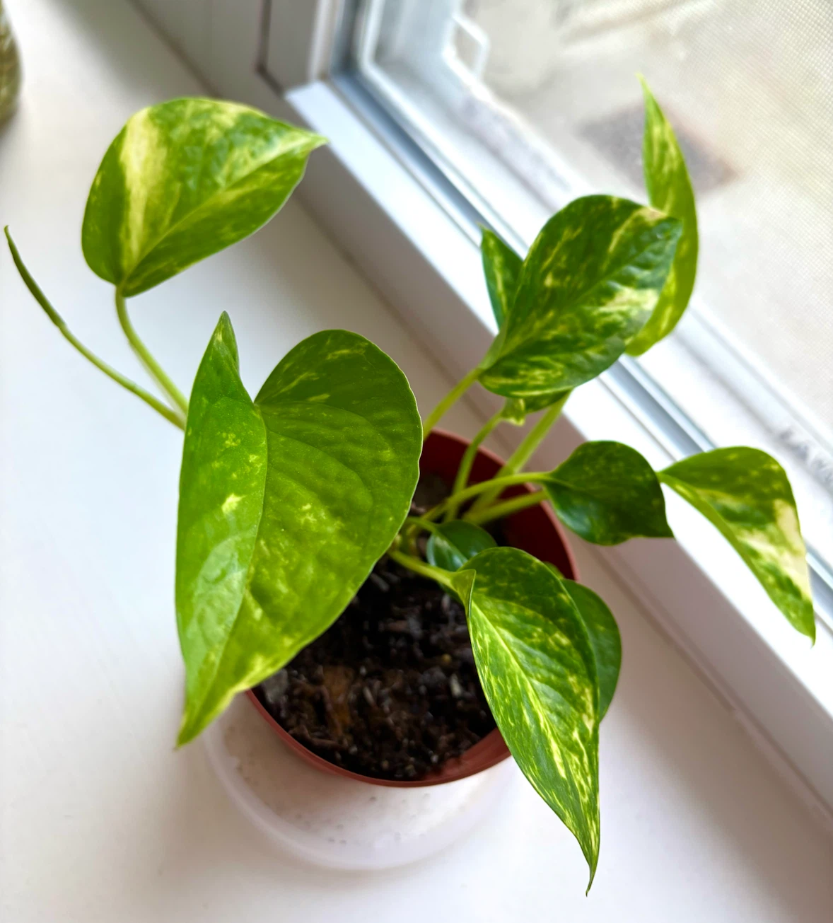 Golden Pothos (Pot Included!)
