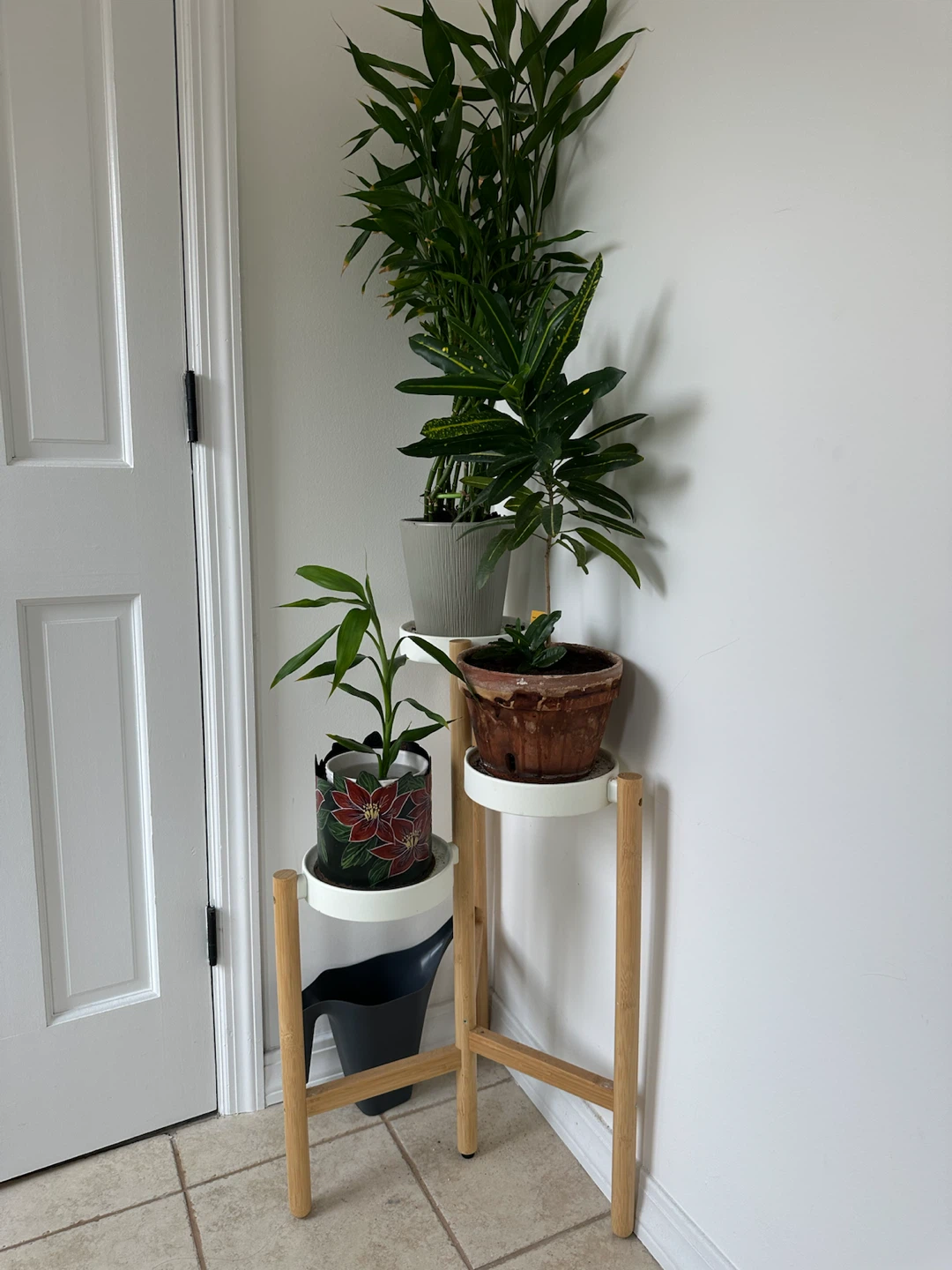 Plantas