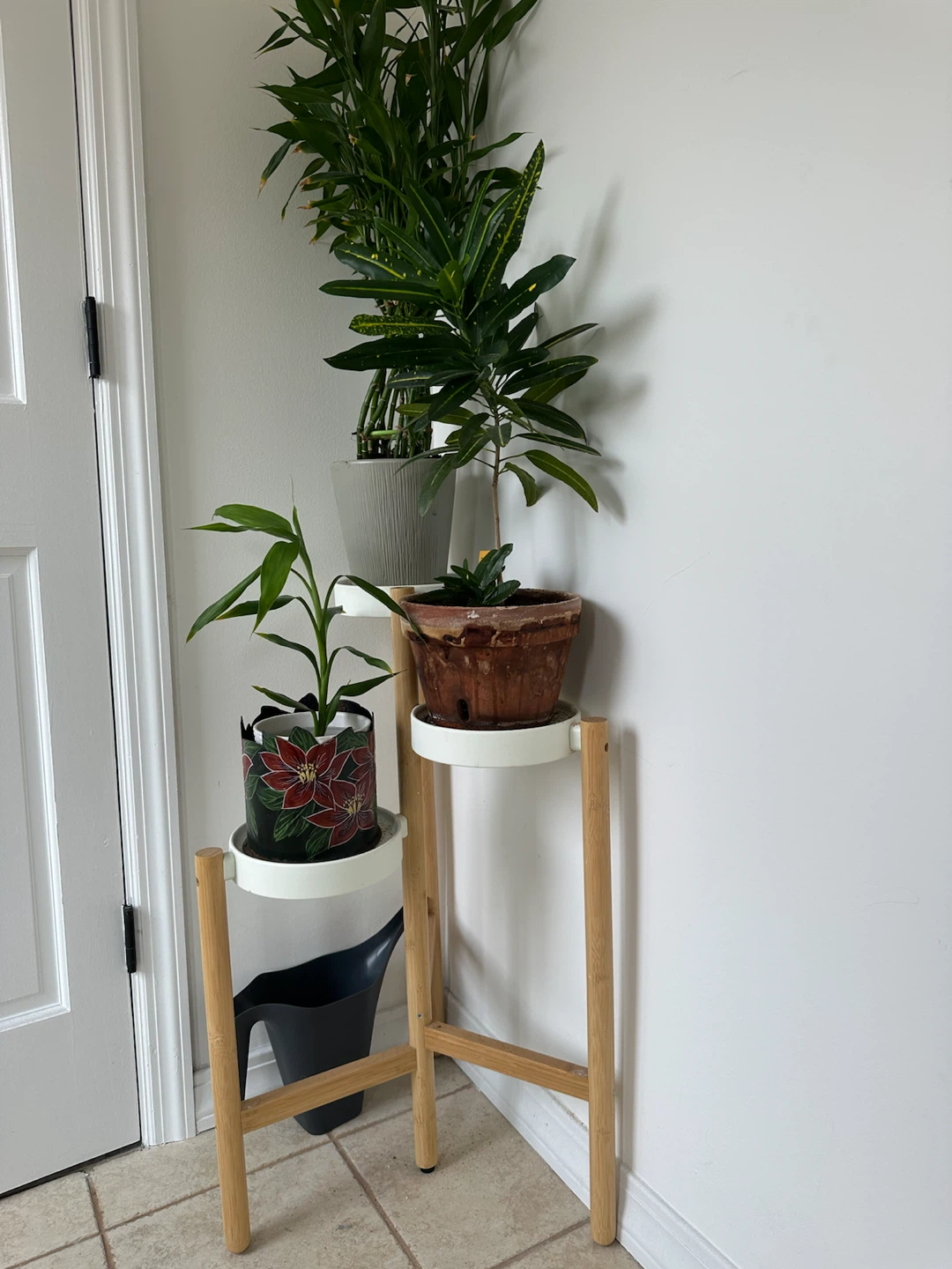 Plantas - photo 2