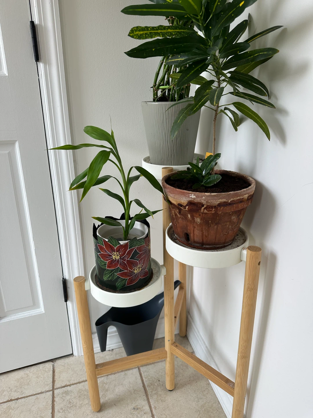 Plantas - photo 3