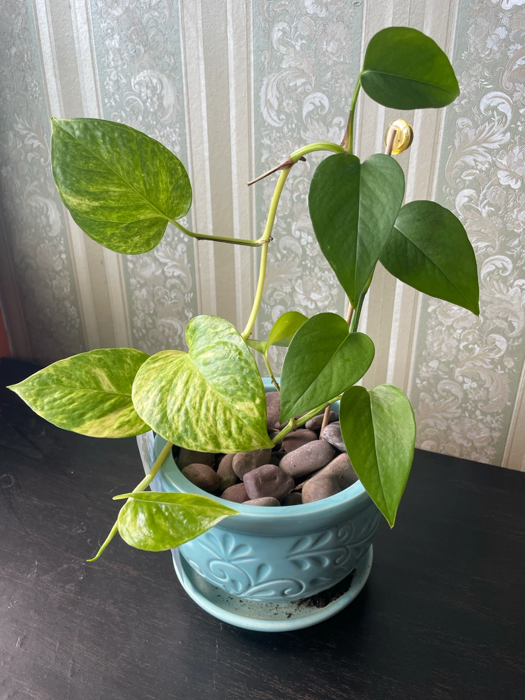 Plants with Decorative Pot