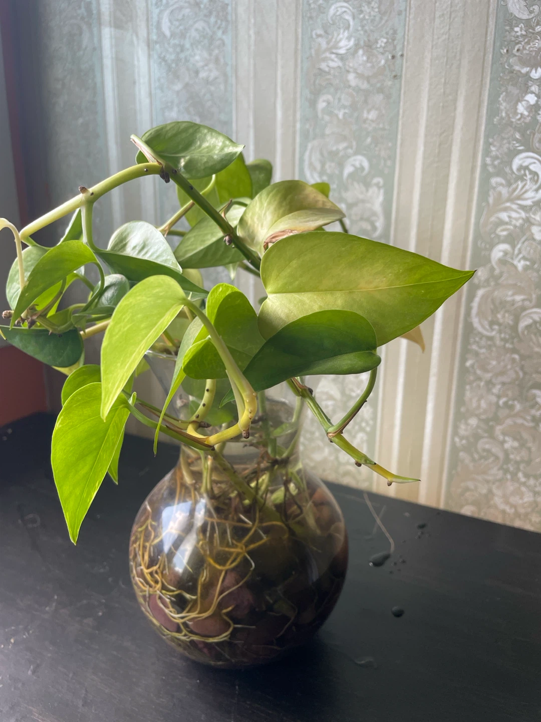 Plants with Decorative Pot - photo 2