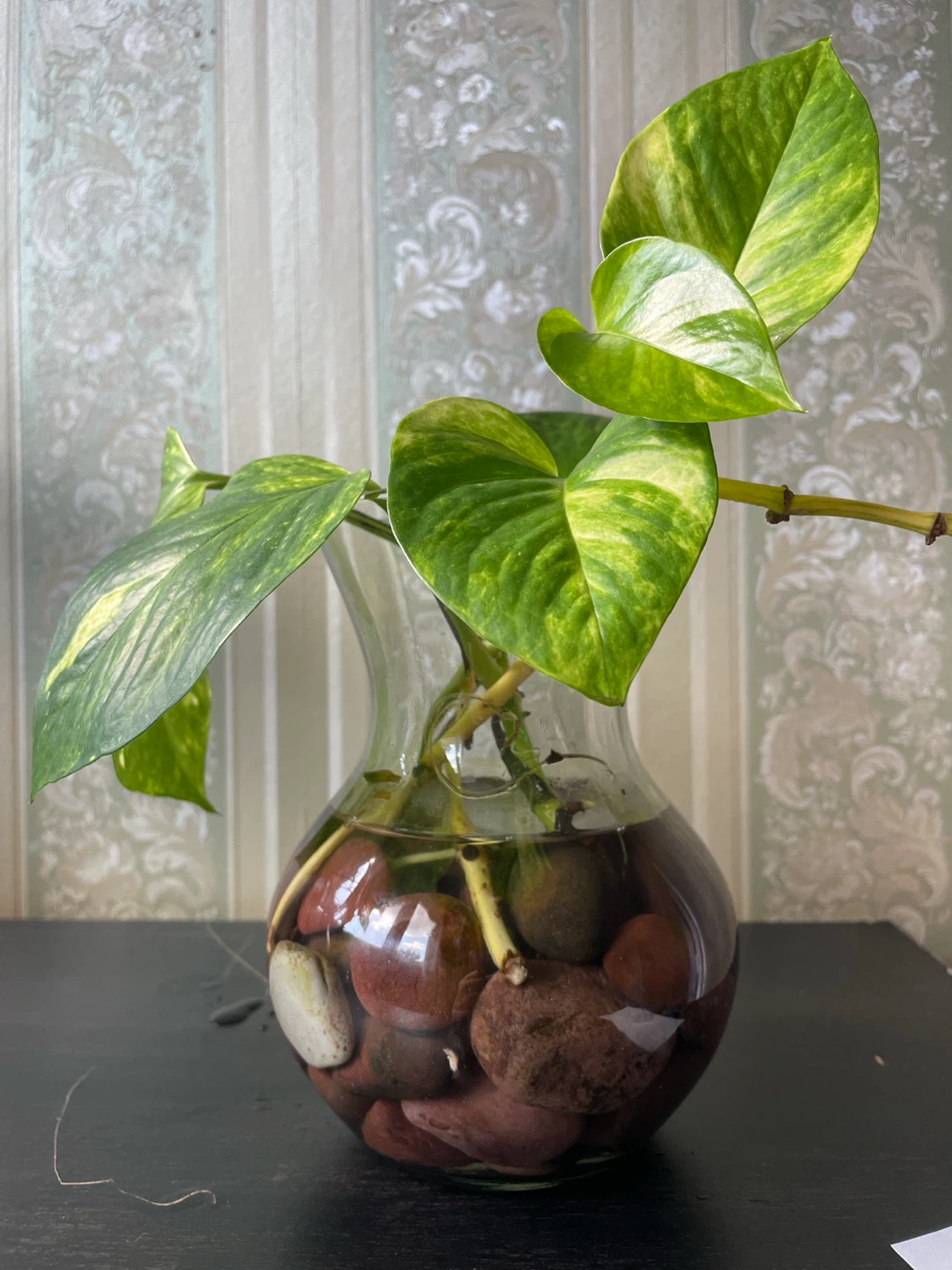 Plants with Decorative Pot - photo 3