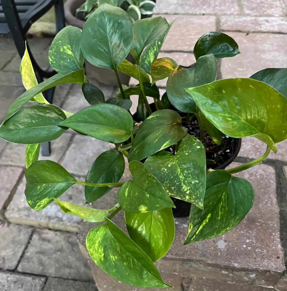Golden Pothos Plant