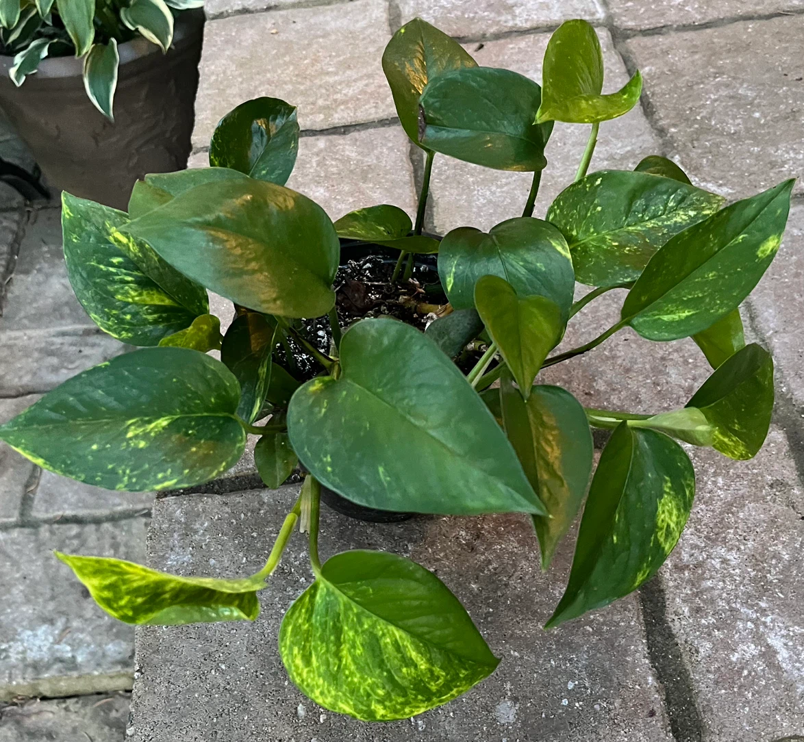 Golden Pothos Plant - photo 2