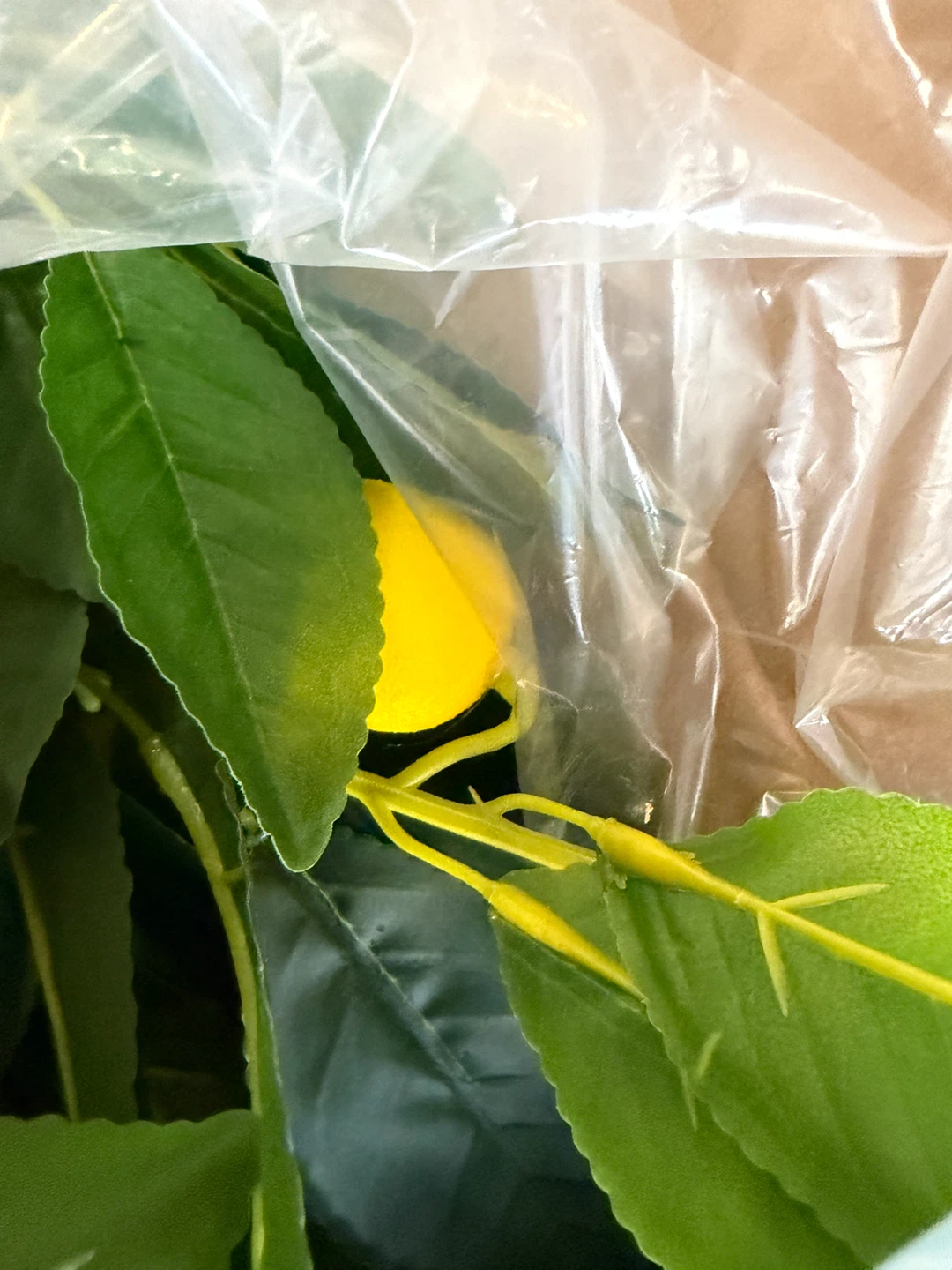 New! Artificial Lemon Tree - 63" Tall - photo 5