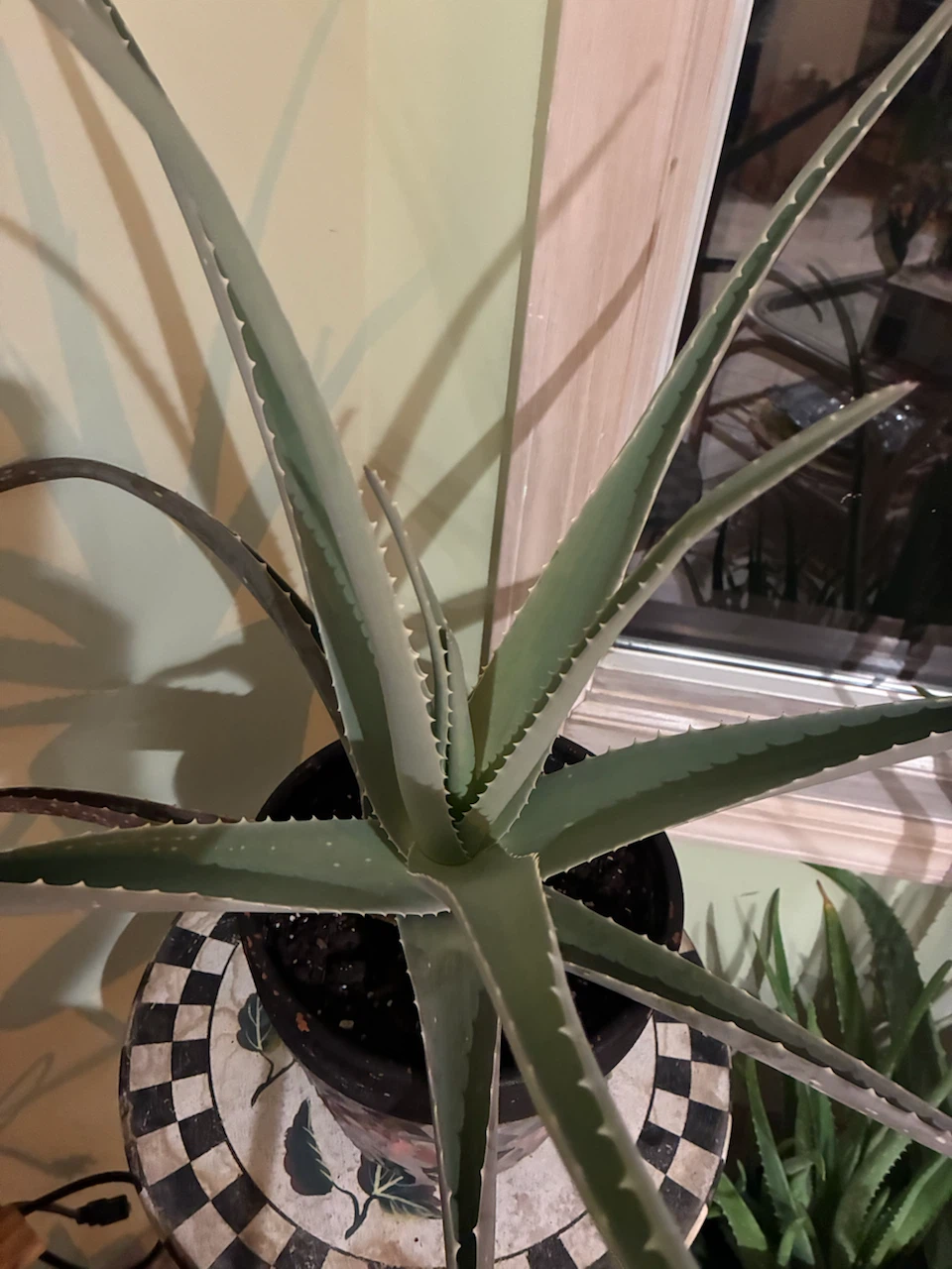 Aloe Vera Plant in Decorative Mosaic Pot
