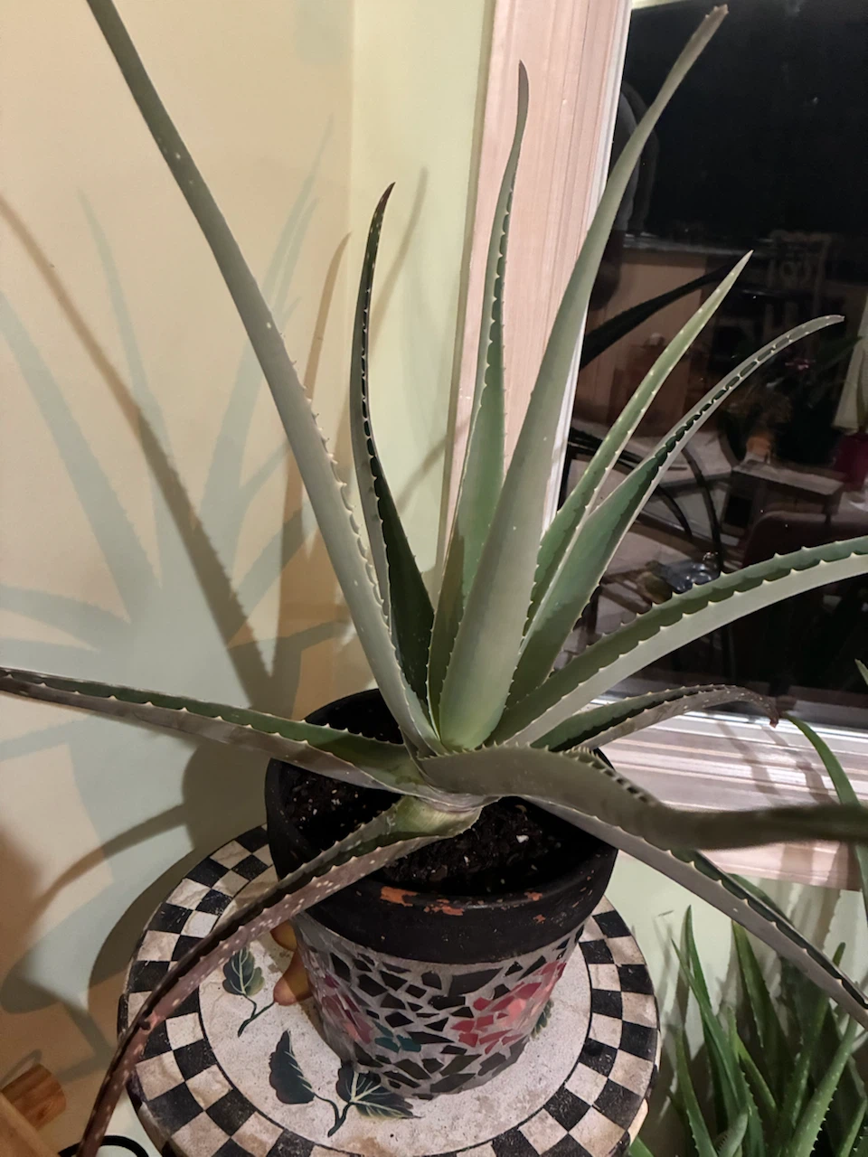 Aloe Vera Plant in Decorative Mosaic Pot - photo 2