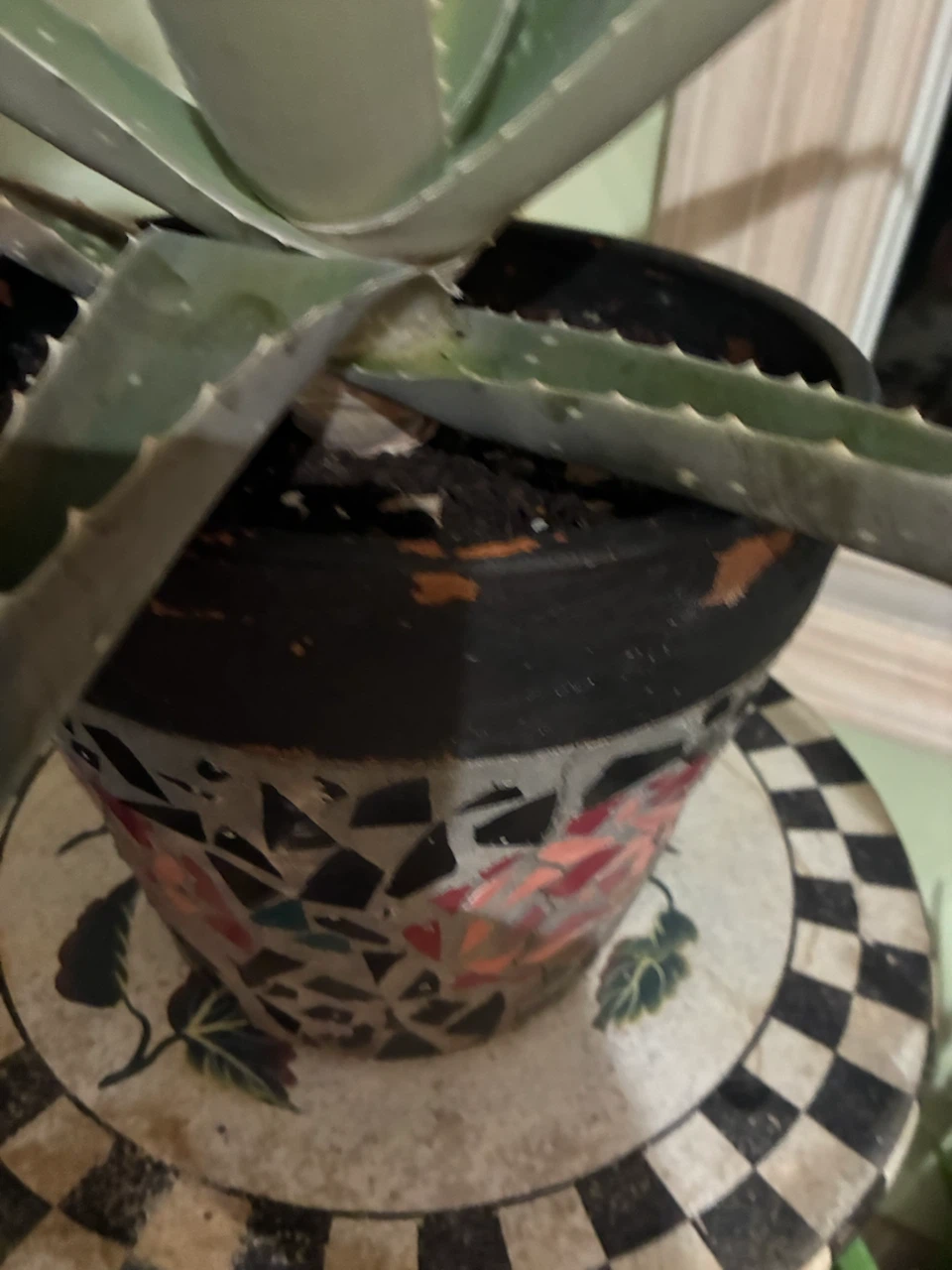 Aloe Vera Plant in Decorative Mosaic Pot - photo 3