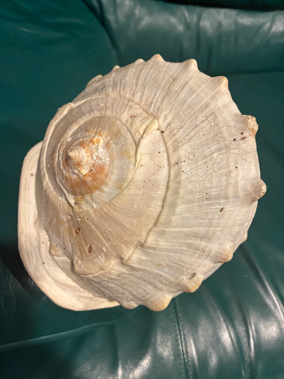 Large Conch Shell