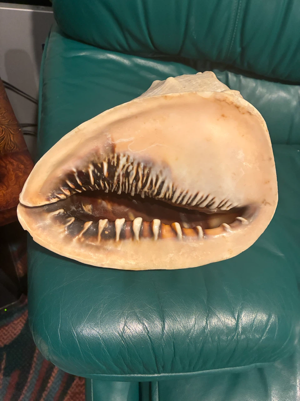 Large Conch Shell - photo 2