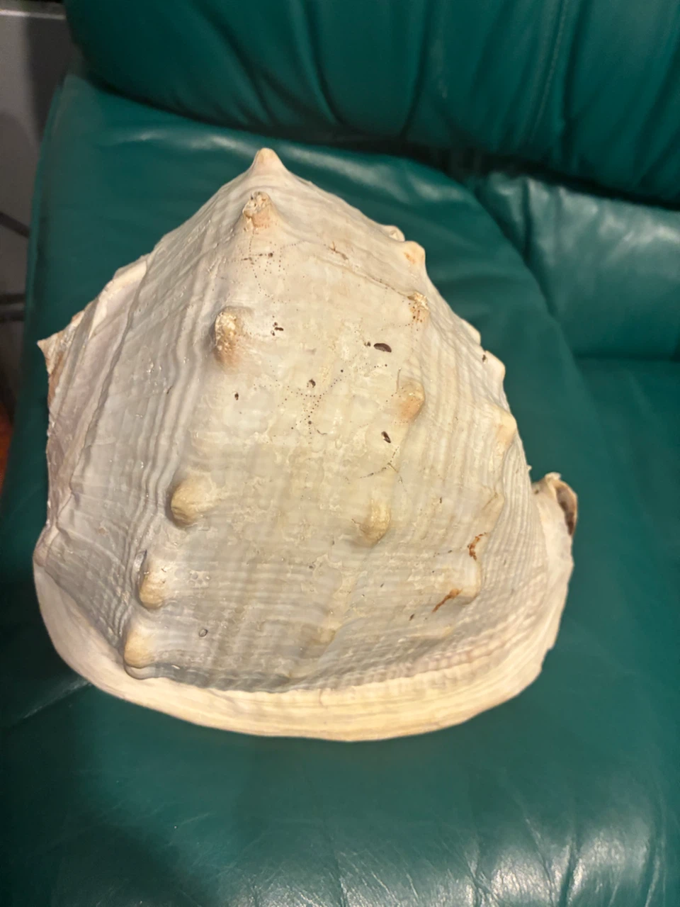 Large Conch Shell - photo 3