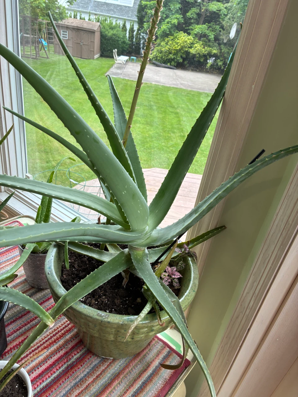 Large Aloe Vera Plant in Green Pot