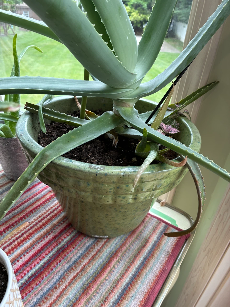 Large Aloe Vera Plant in Green Pot - photo 2