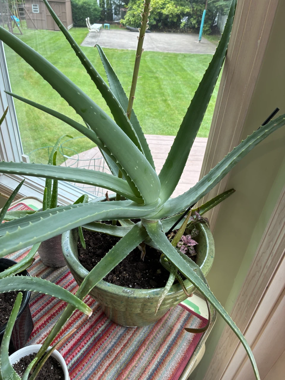 Large Aloe Vera Plant in Green Pot - photo 3
