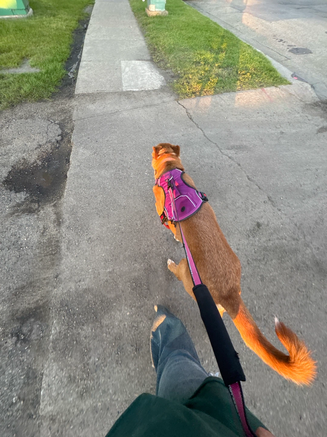 Dog walking service