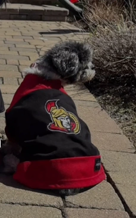 Ottawa Senators Pet Jersey