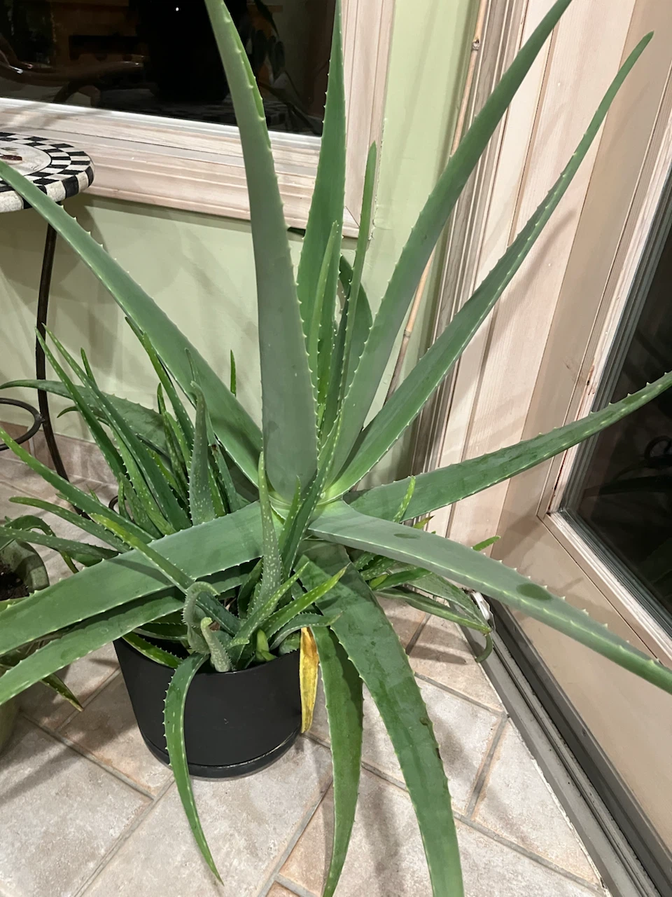 Large Aloe Vera Plant