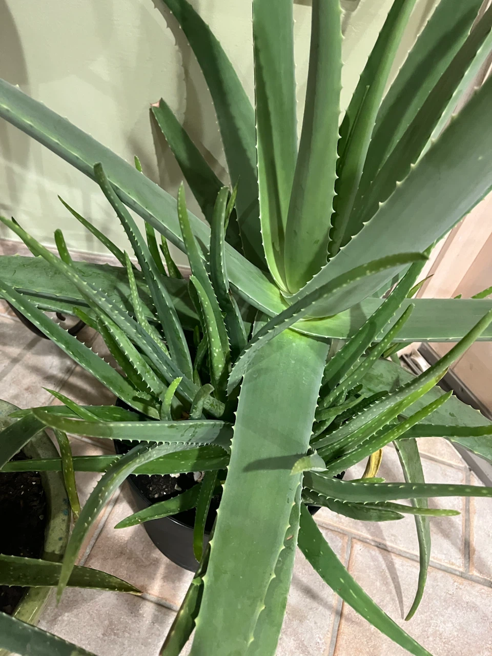 Large Aloe Vera Plant - photo 2
