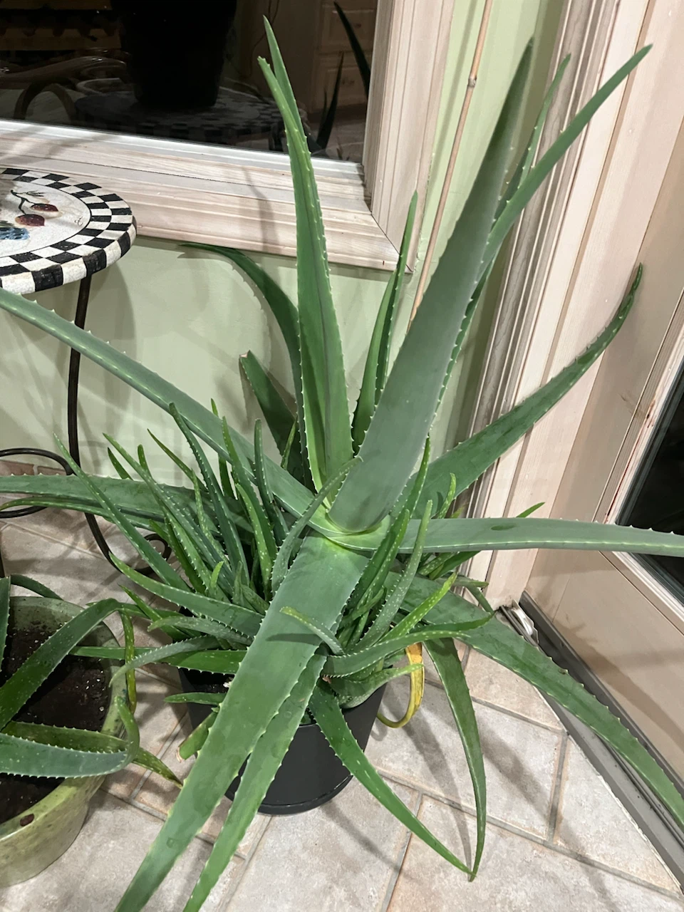 Large Aloe Vera Plant - photo 3