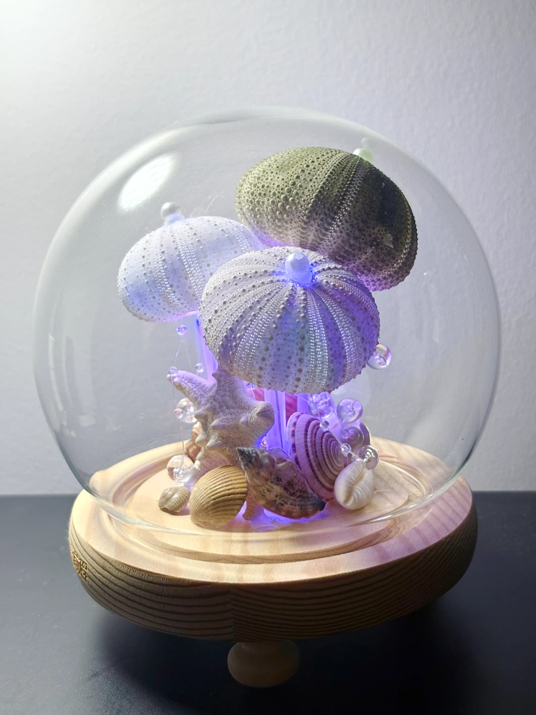 Decorative Seashell and Urchin Dome with Lights