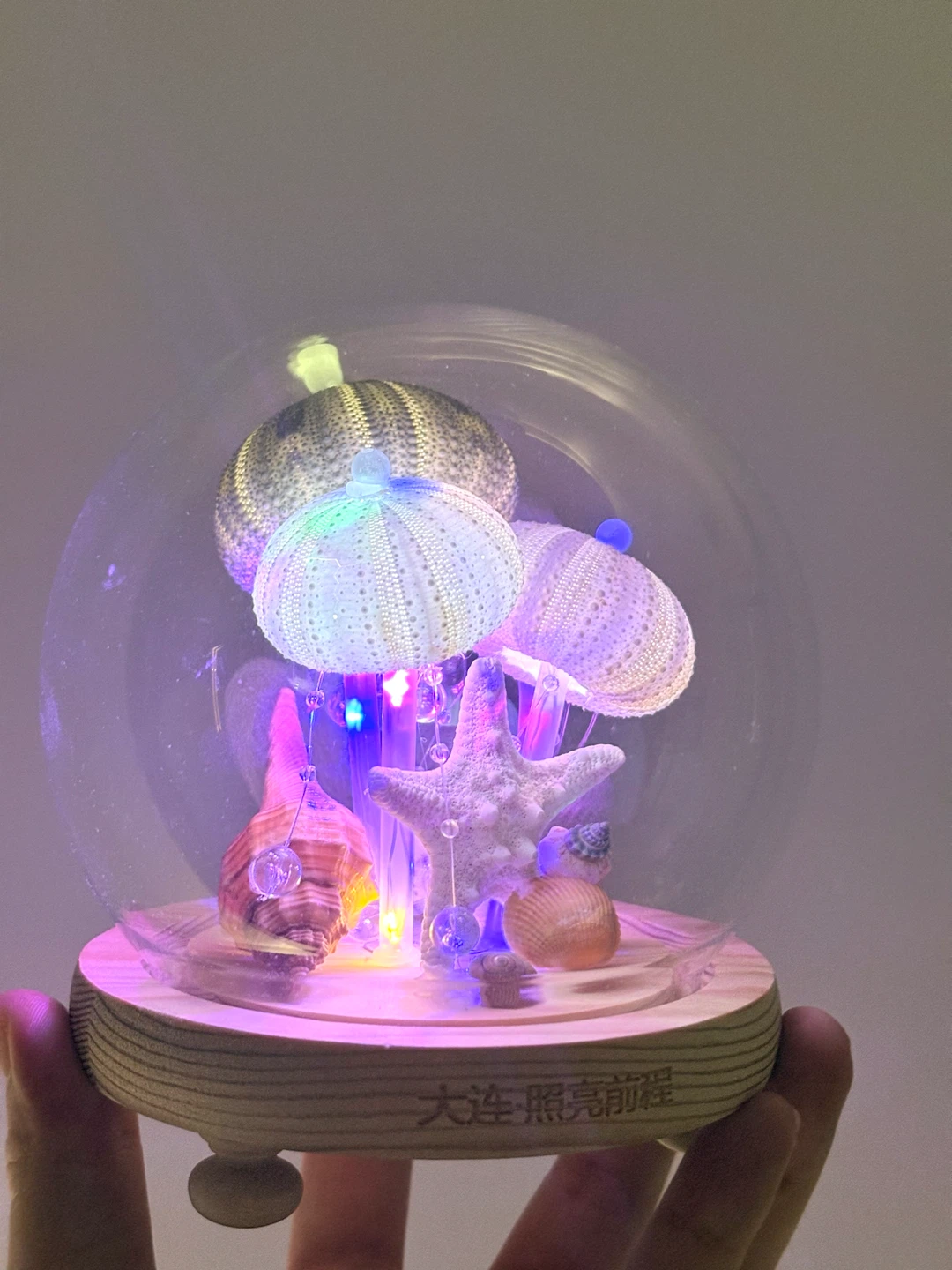 Decorative Seashell and Urchin Dome with Lights - photo 4