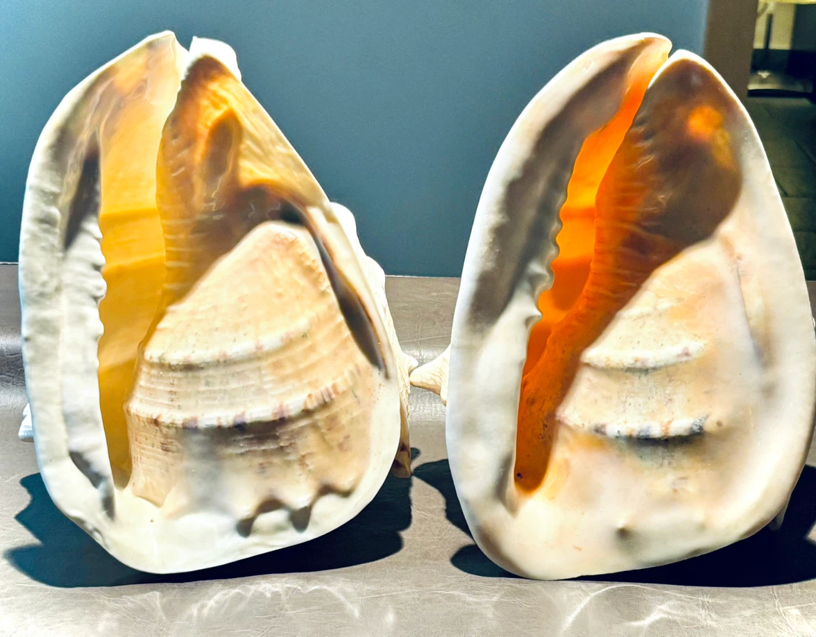 2 Large Hawaiian Conch Seashells